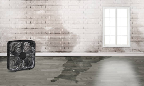Best Water damage restoration company  in Pinehurst, ID